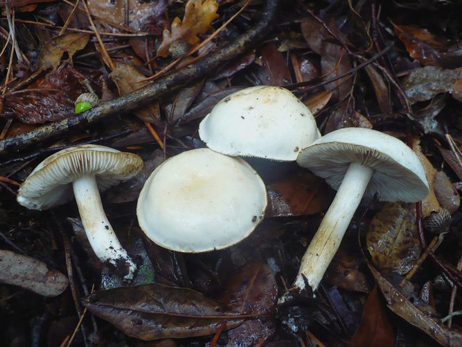 Tricholoma_album