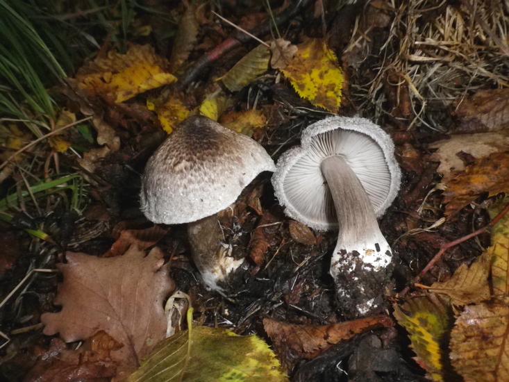 Tricholoma_atrosquamosus_a_Vallacera