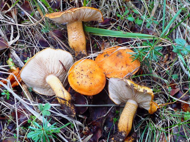 Tricholoma_aurantium