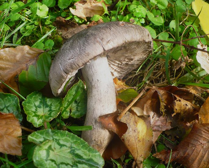 Tricholoma bresadolanum