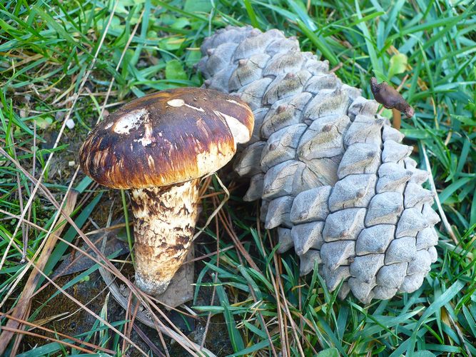 Tricholoma_caligatum