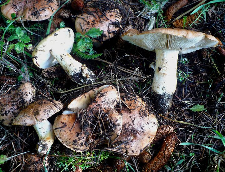 Tricholoma cedretorum