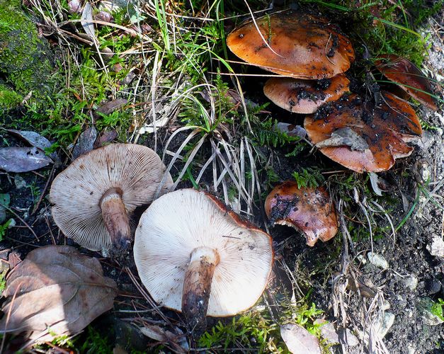 Tricholoma_fracticum_Conero