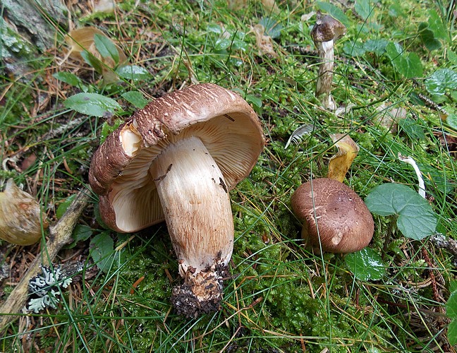 Tricholoma_imbricatum