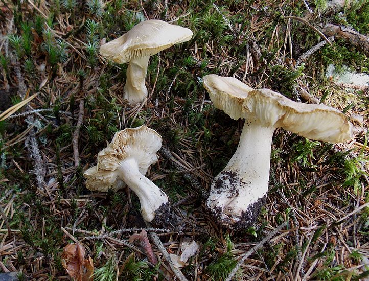 Tricholoma_inamoenum