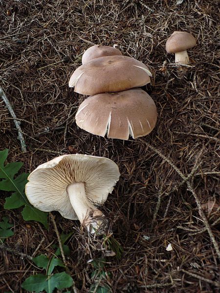 Tricholoma_inodermeum