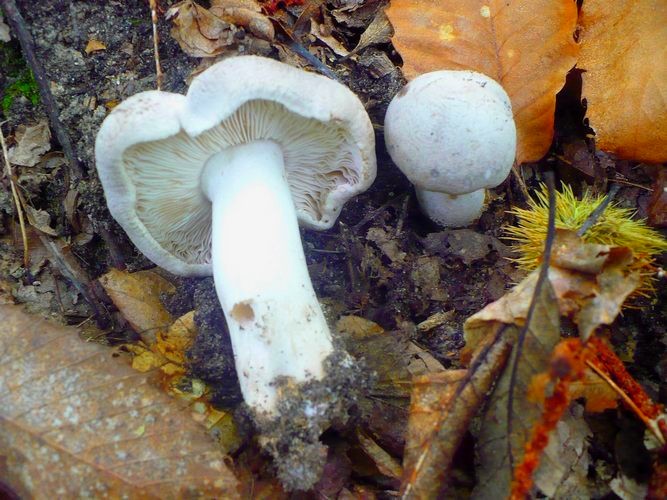 Tricholoma_pardinum_va._filamentosum