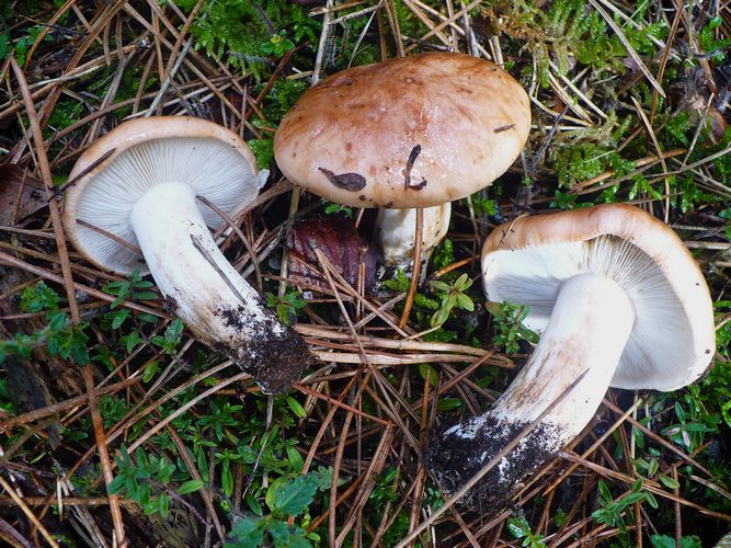 Tricholoma_pessundatum