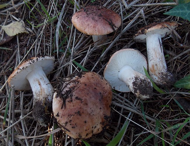 Tricholoma pessundatum S.Gregorio