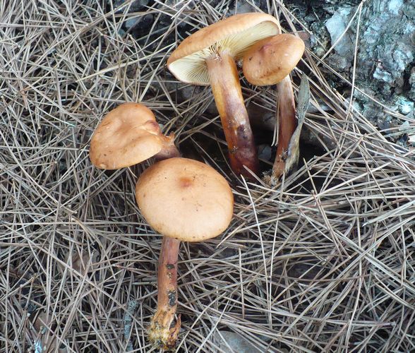 Tricholoma_psammopus