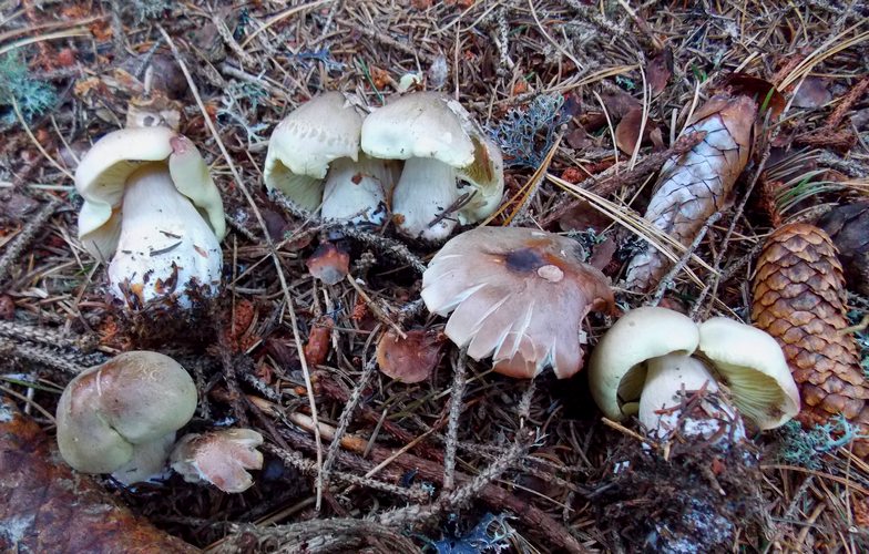 Tricholoma saponaceum Lavazè