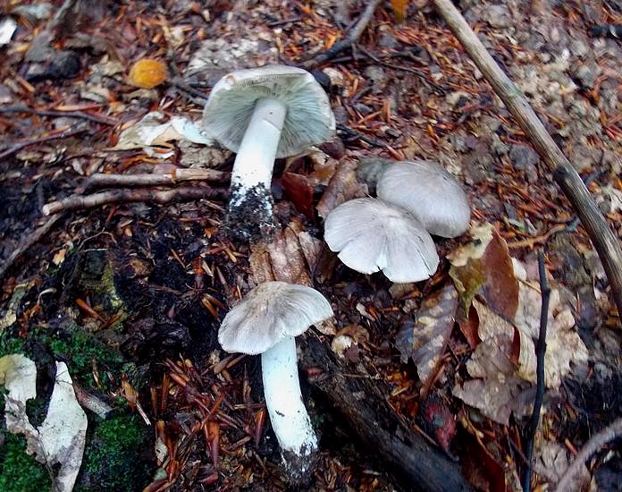 Tricholoma sciodes vallacera