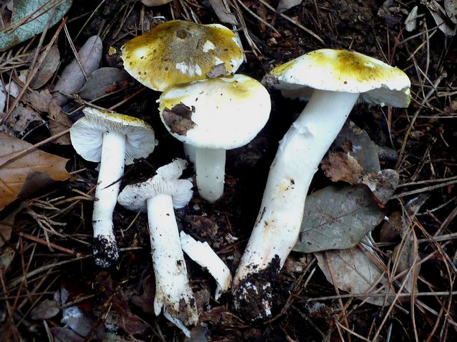 Tricholoma_seiunctum