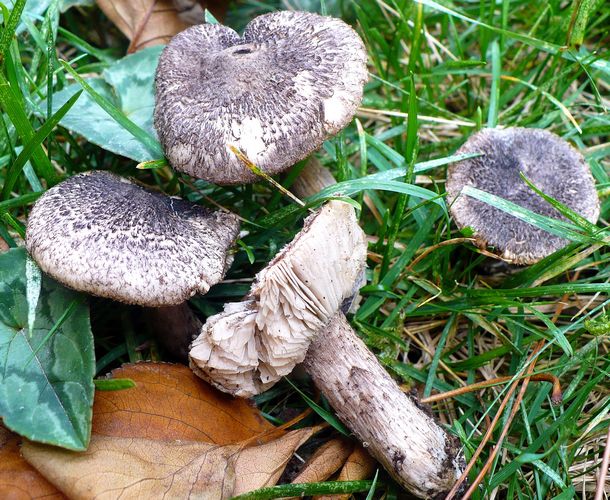 Tricholoma_squarrulosum