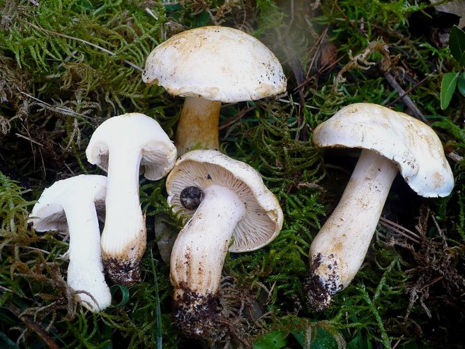 Tricholoma_sulfurescens