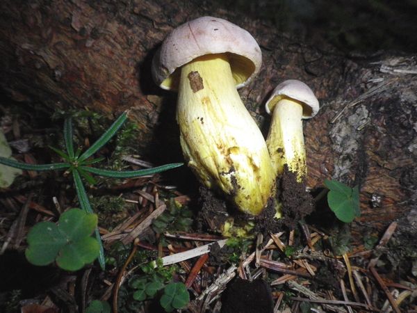 Tricholoma_sulfureum_va_coronarium