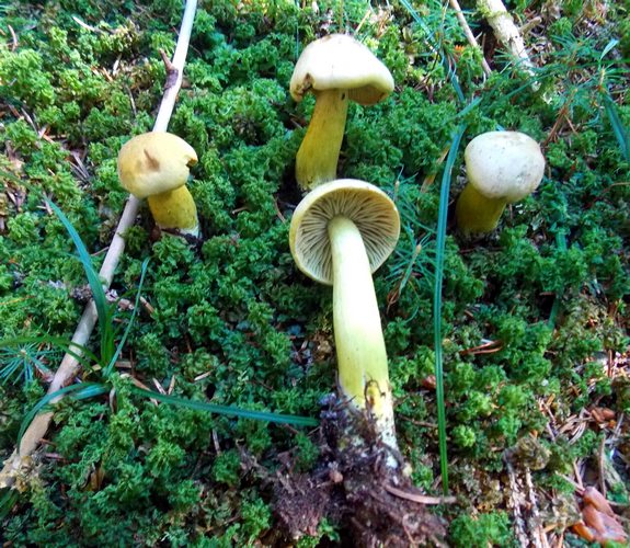 Tricholoma sulphureum