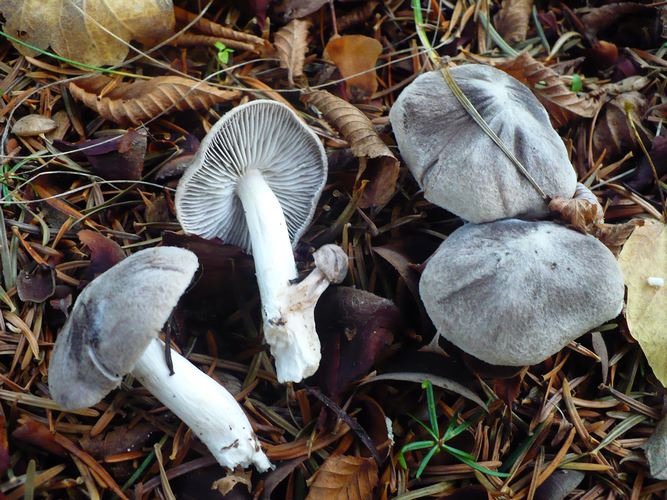 Tricholoma_terreum