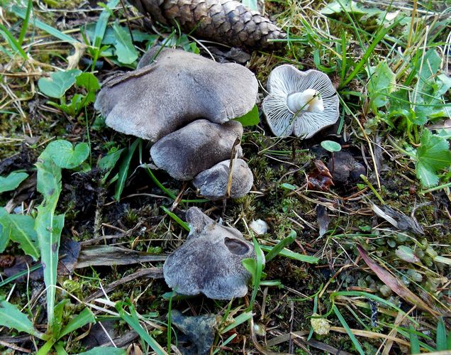 Tricholoma terreum passo Coe