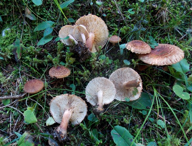 Tricholoma vaccinum va.fulvosquamosum