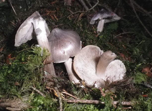 Tricholoma_virgatum_Tesero