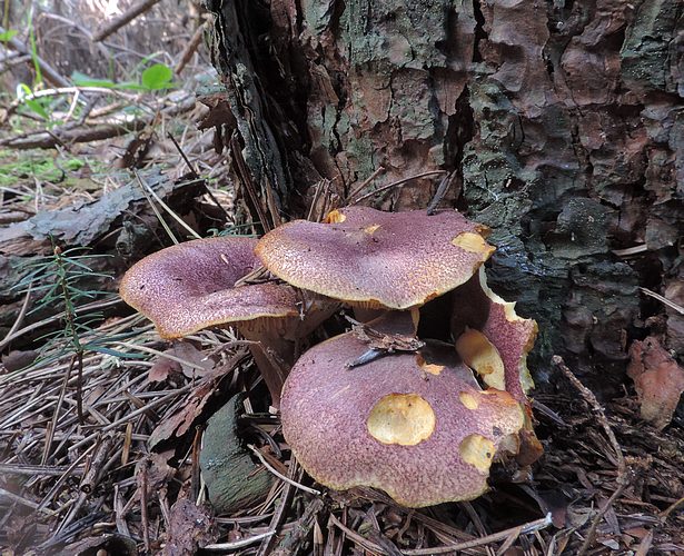 Tricholomopsis_rutilans_P.S.Romualdo_Pineta_22-10-14