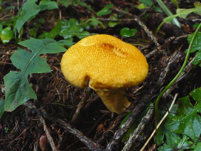 Tricholompsis_decora