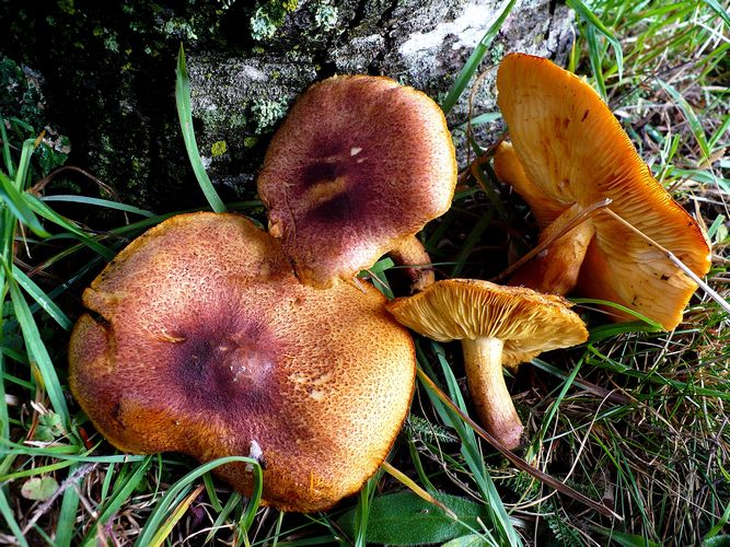 Tricholompsis_rutilans