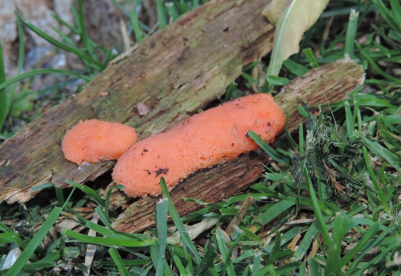 Tubifera ferruginosa a Folgaria