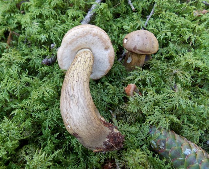 Tylopilus felleus varena