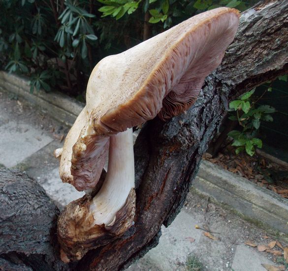 Volvariella bombycina 2