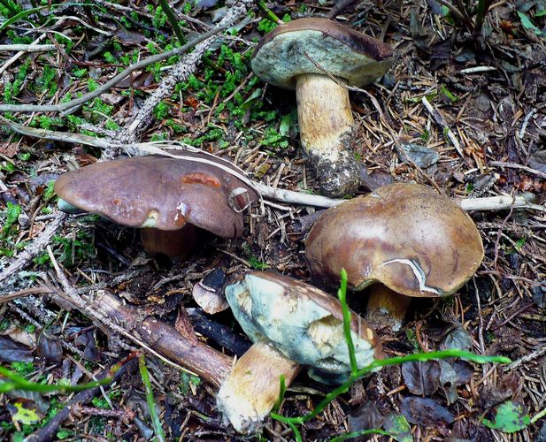 Xerocomus_badius
