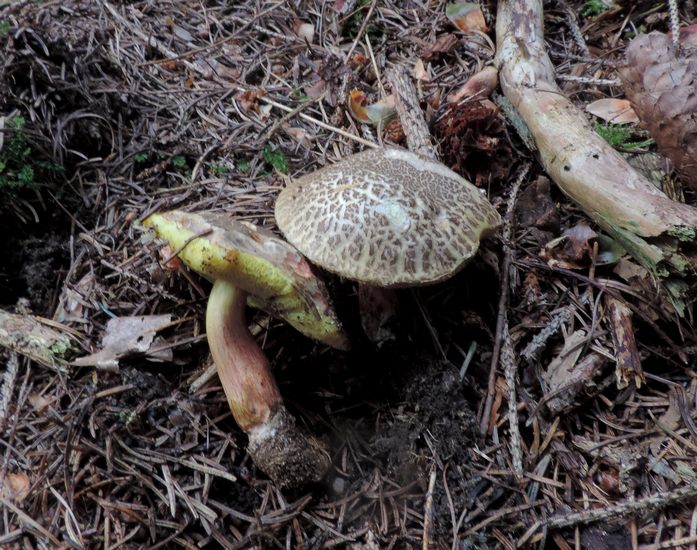 Xerocomus chrysenteron