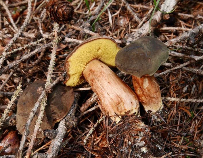 Xerocomus ferrugineus