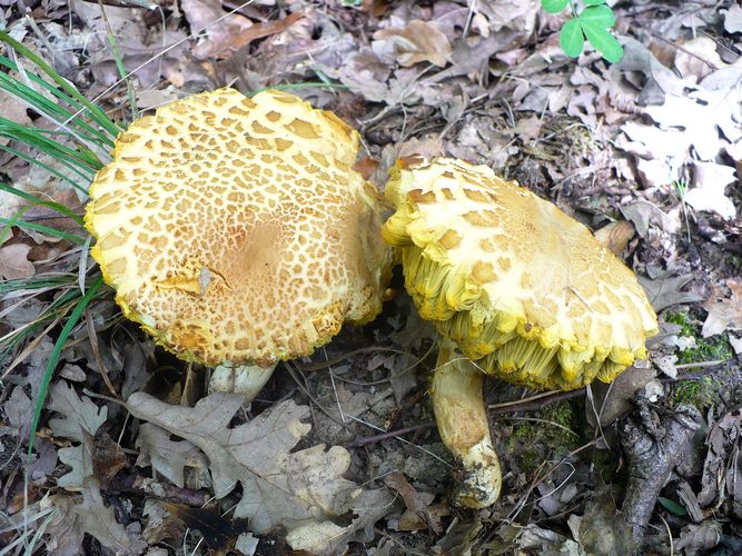 Xerocomus_porosporus