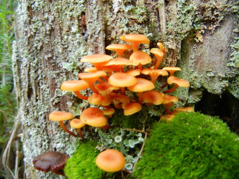 Xeromphalina campanella 21