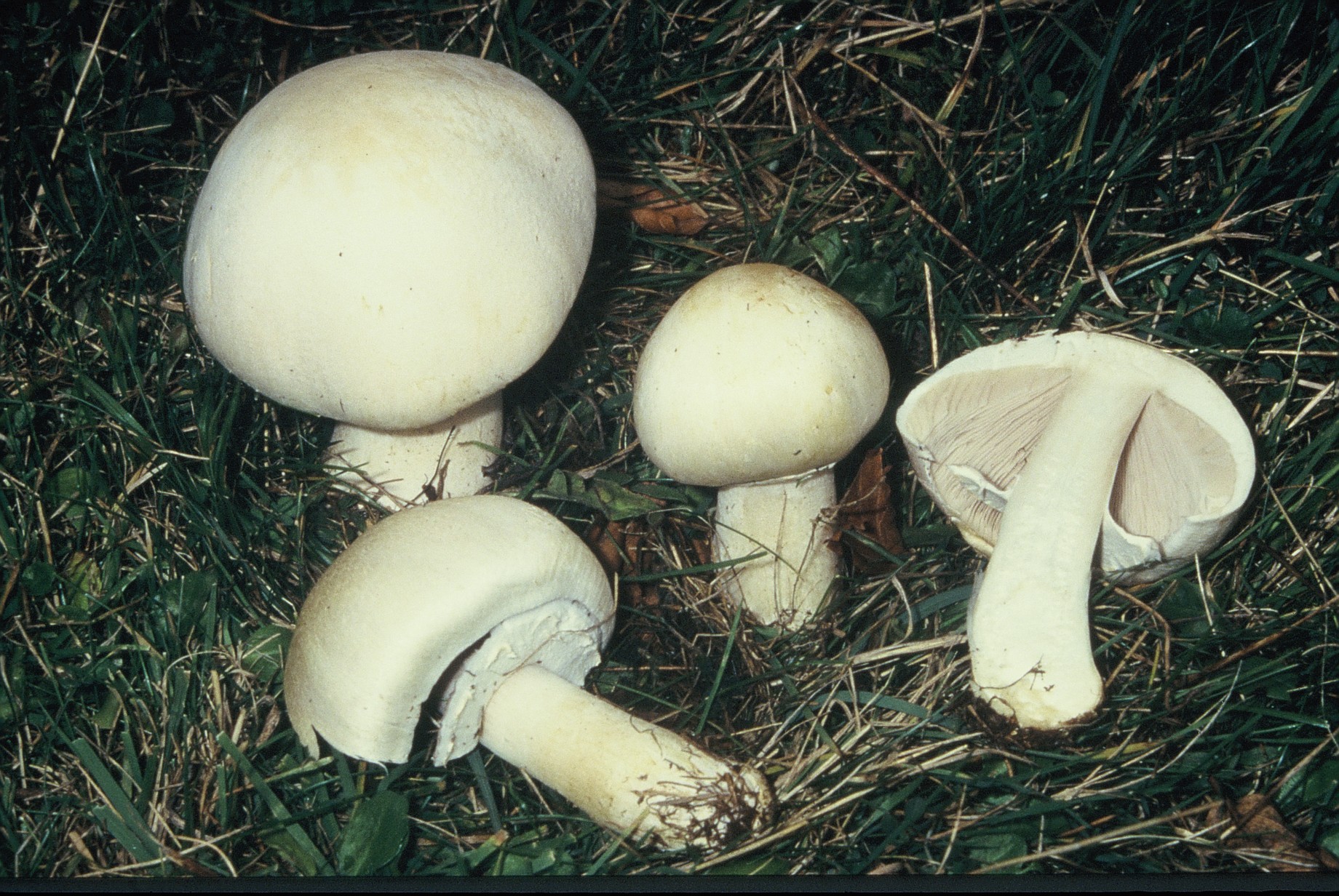 agaricus arvensis got