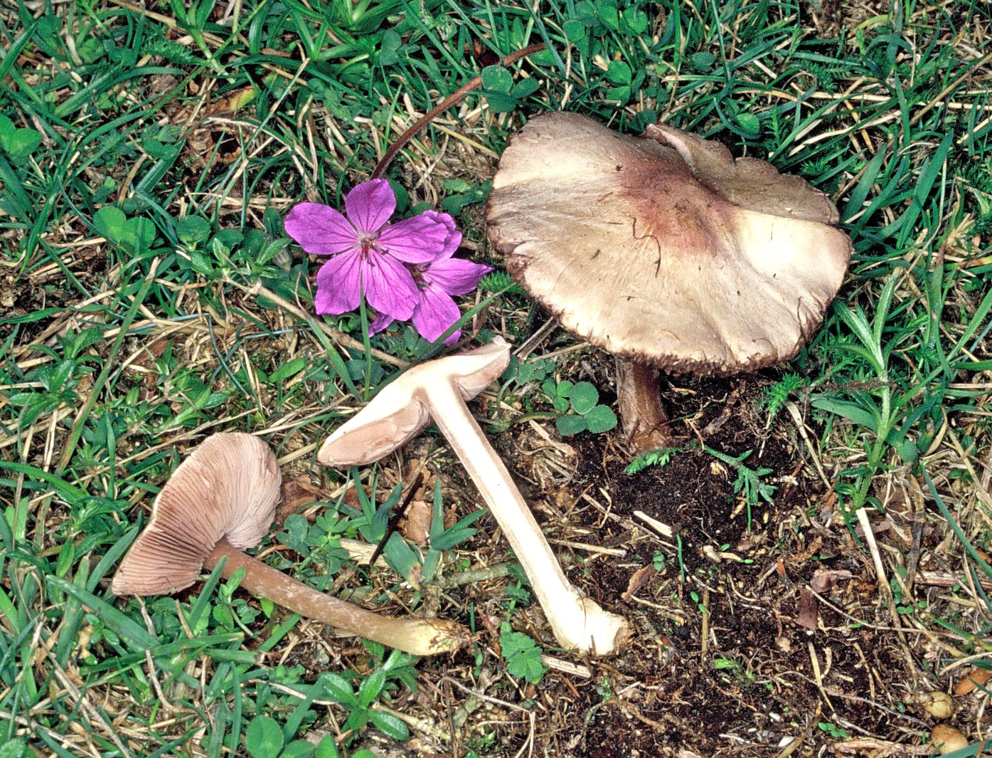 agaricus comtulus