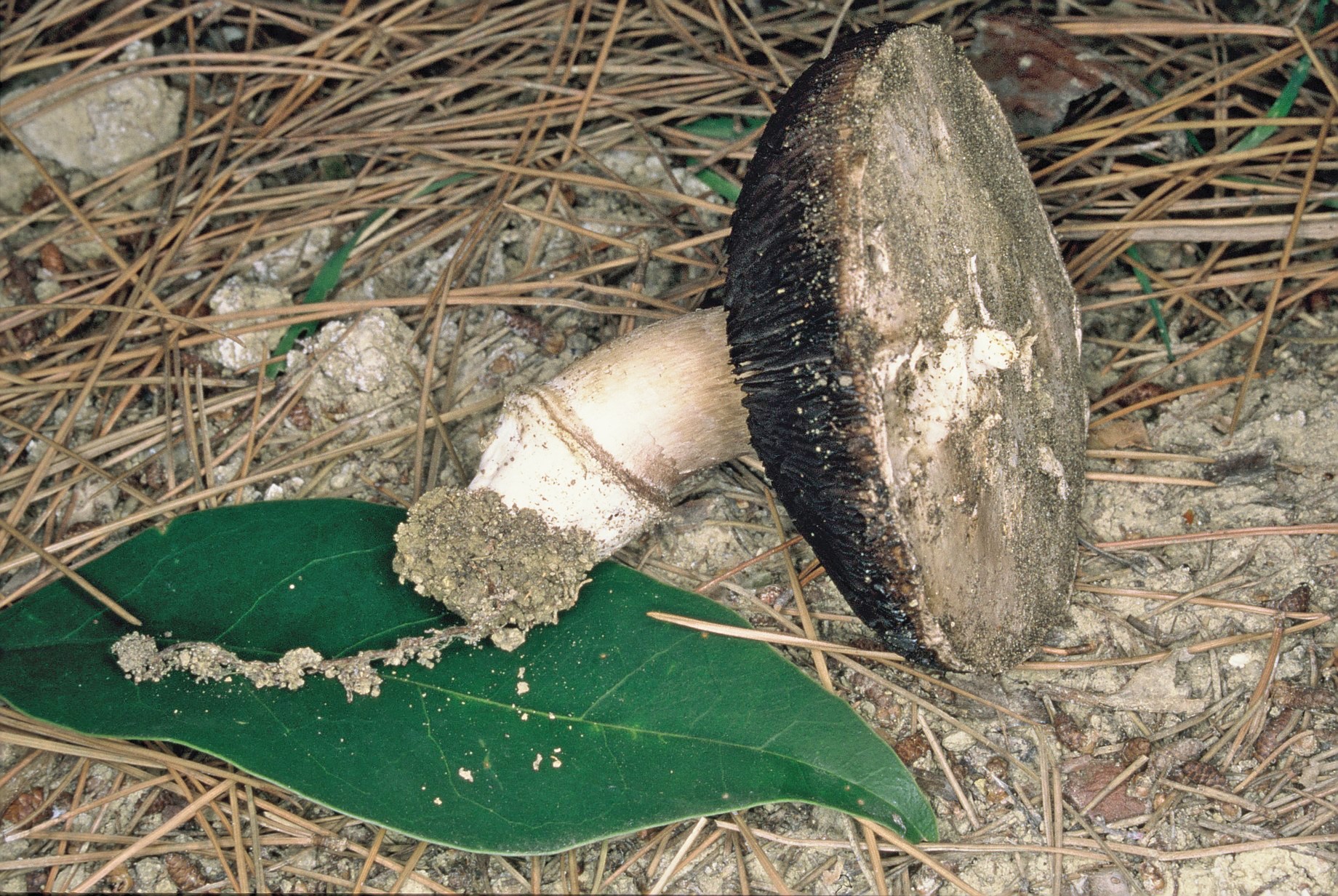 agaricus gennadii