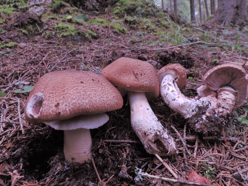 agaricus langei canazei