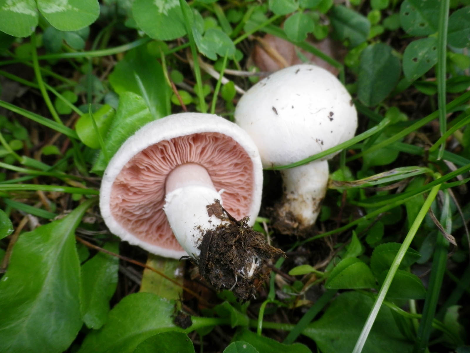 agaricus moellerianus