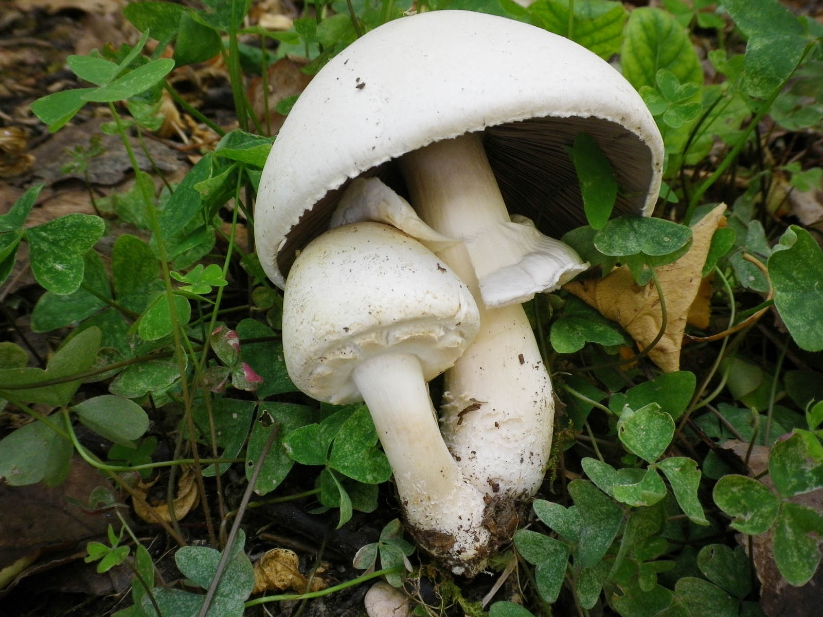 agaricus nivescens per silvano