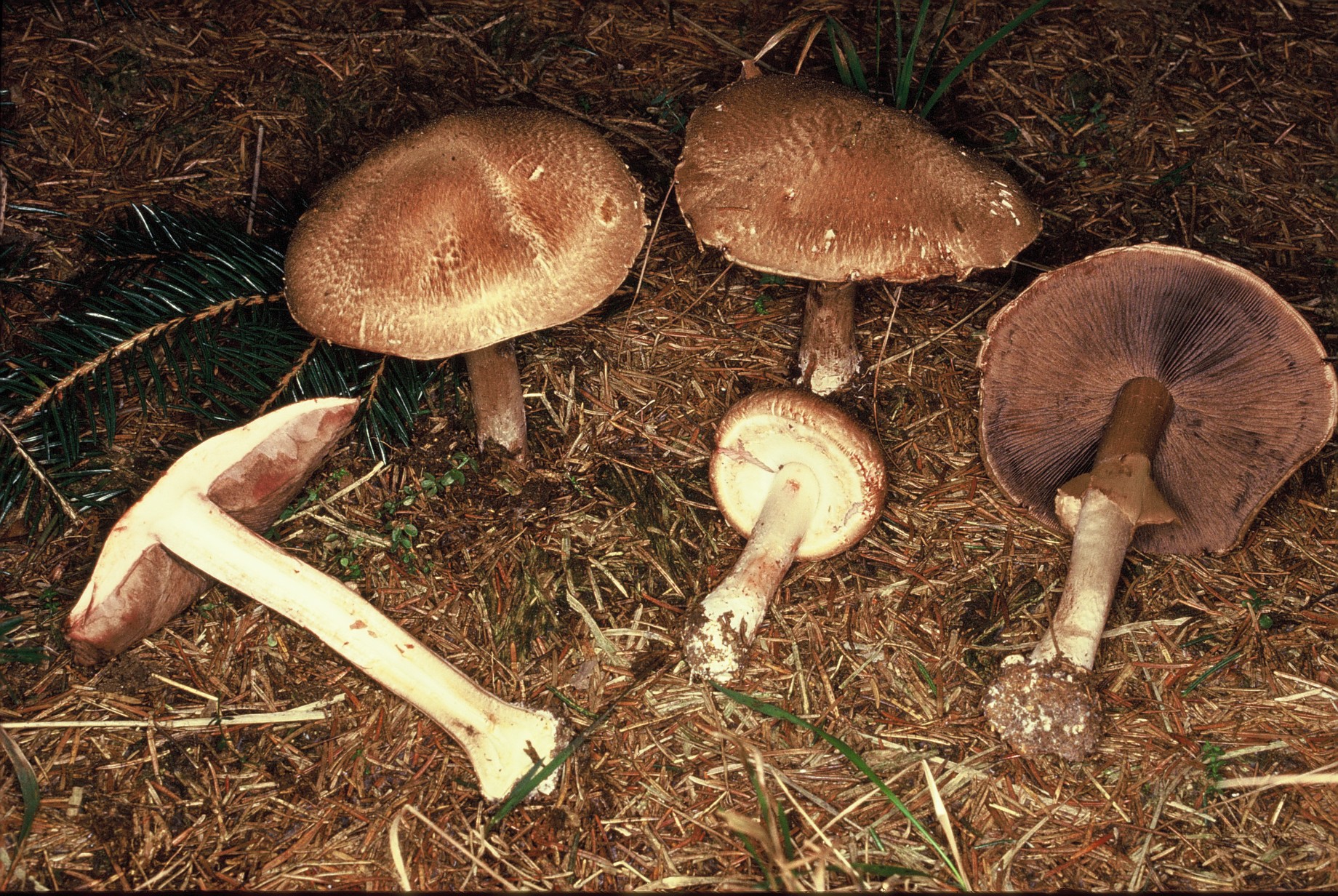 agaricus silvaticus 386