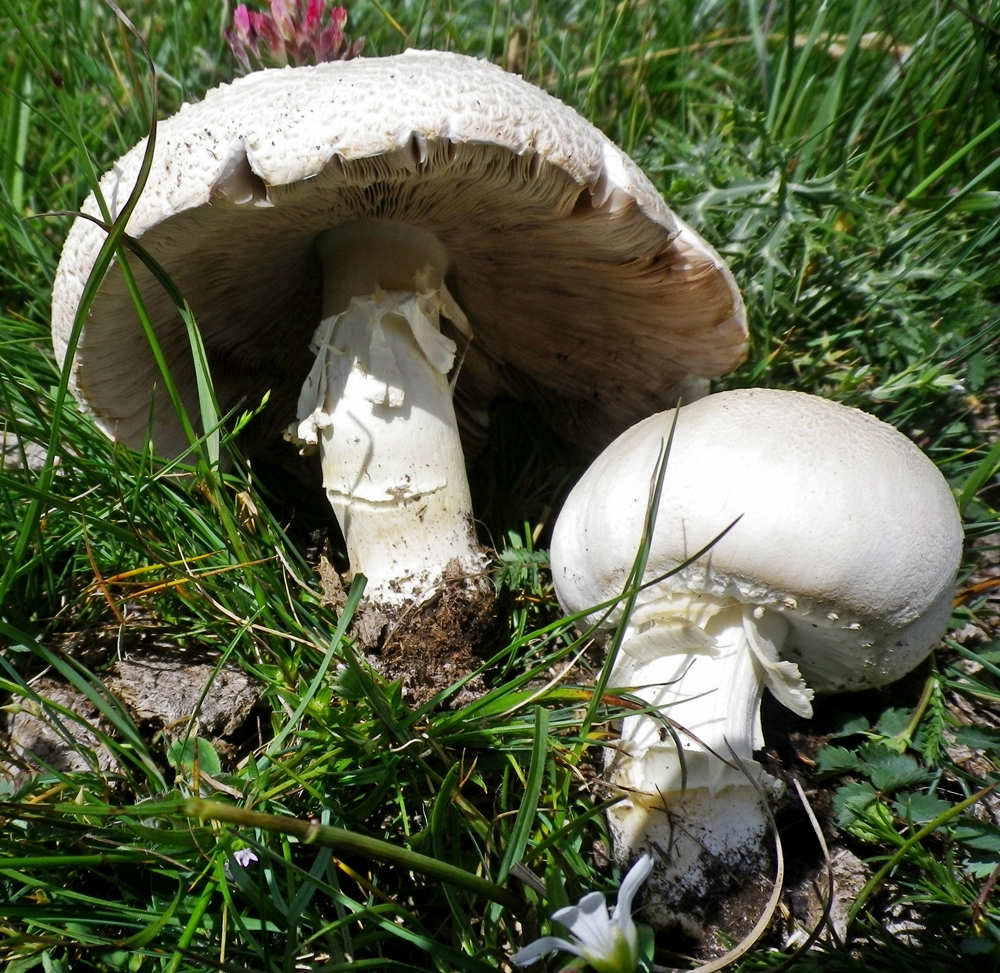 agaricus urinascns x scheda