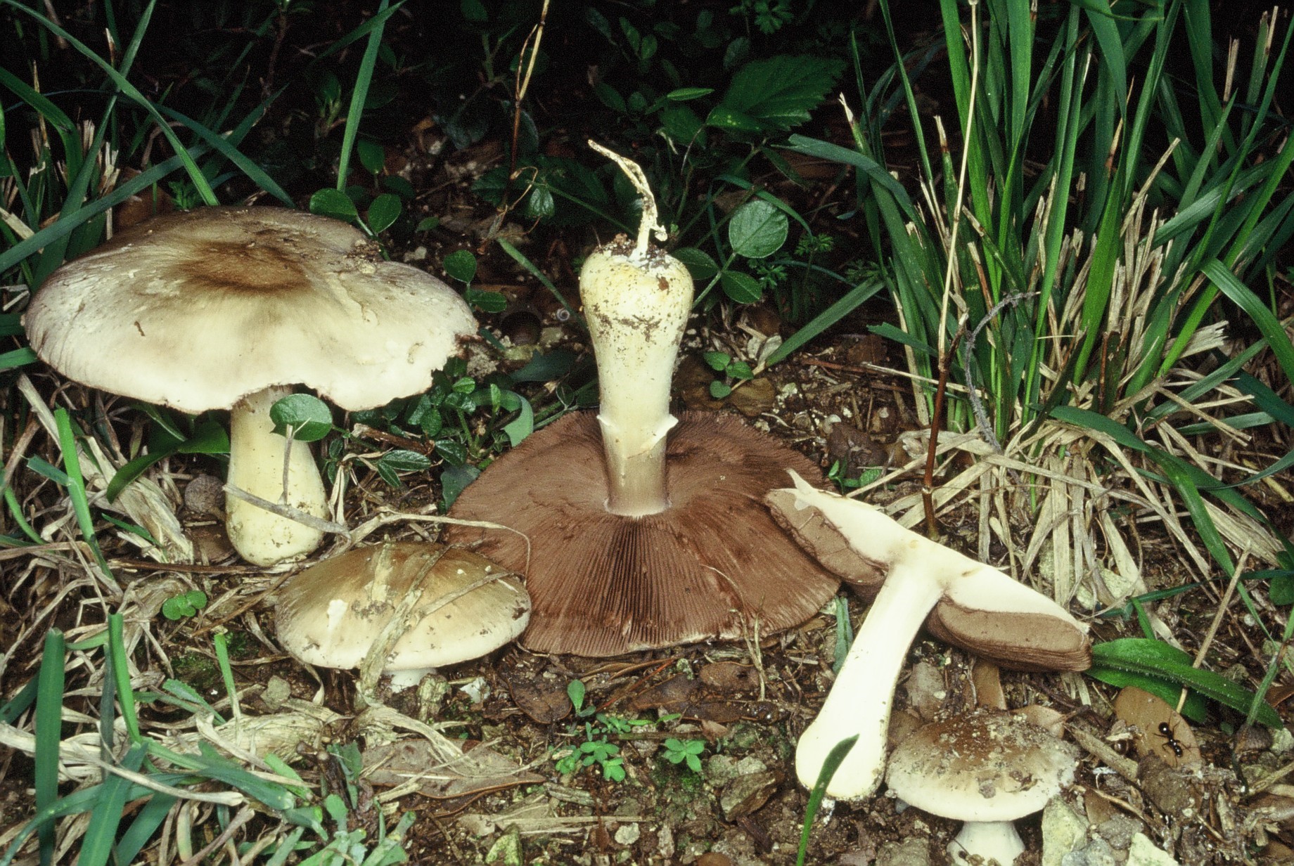 agaricus_bresadolanus.1