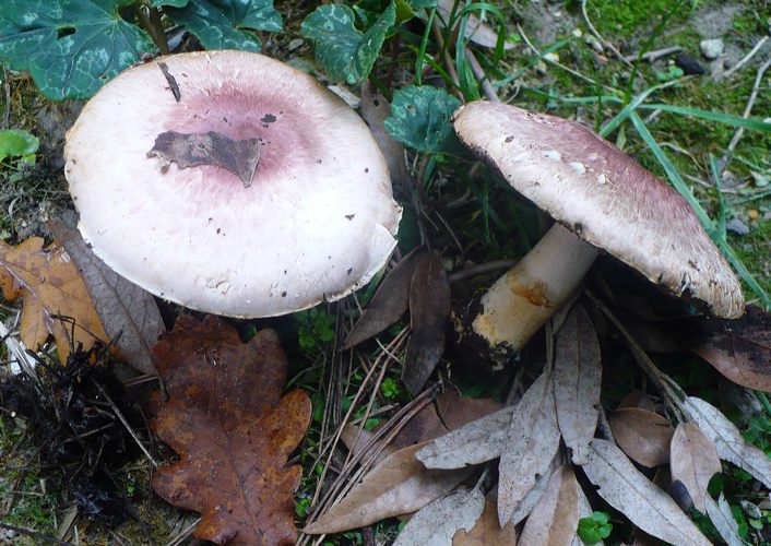 agaricus_porphyrizon