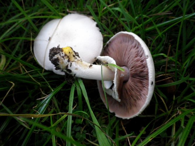 agaricus_xanthod