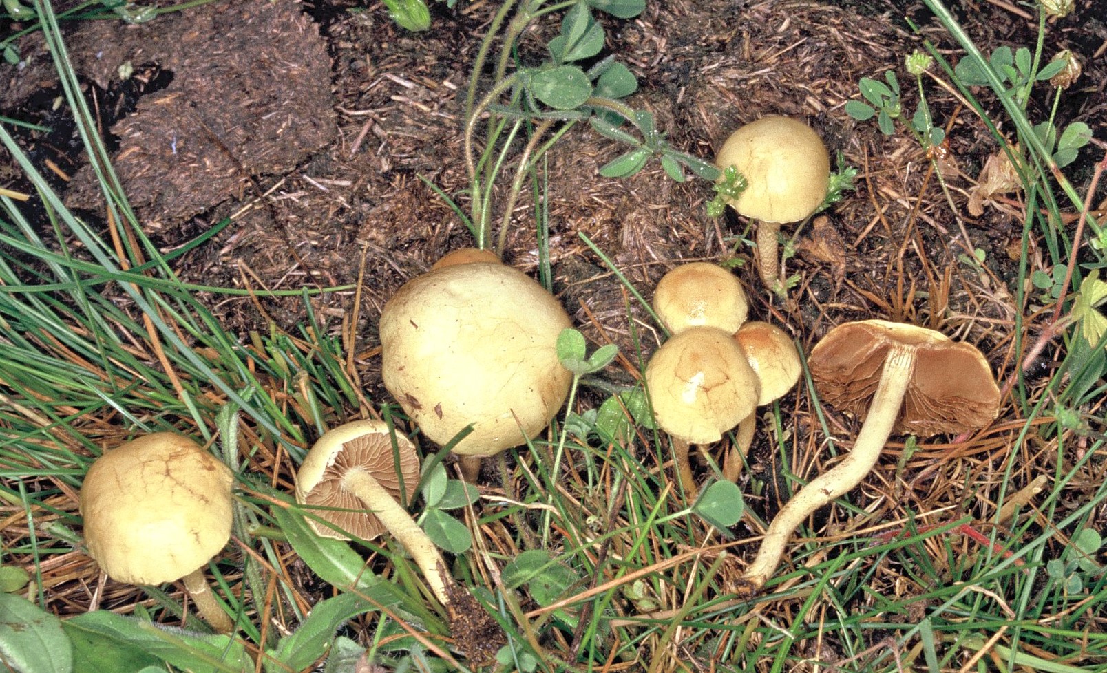 agrocybe pediades