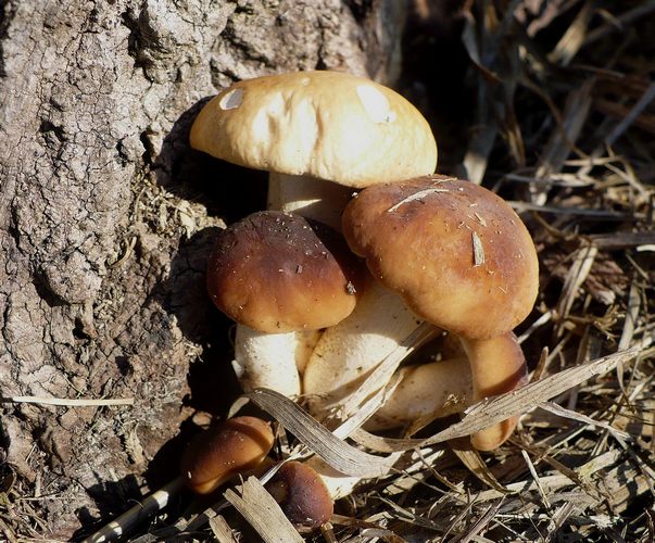 agrocybe aegerita