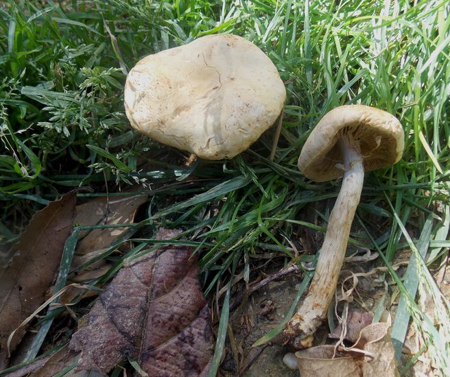 agrocybe molesta